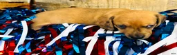 Miniature Dachshund dogs for sale: Jack Daniels - Ad 8
