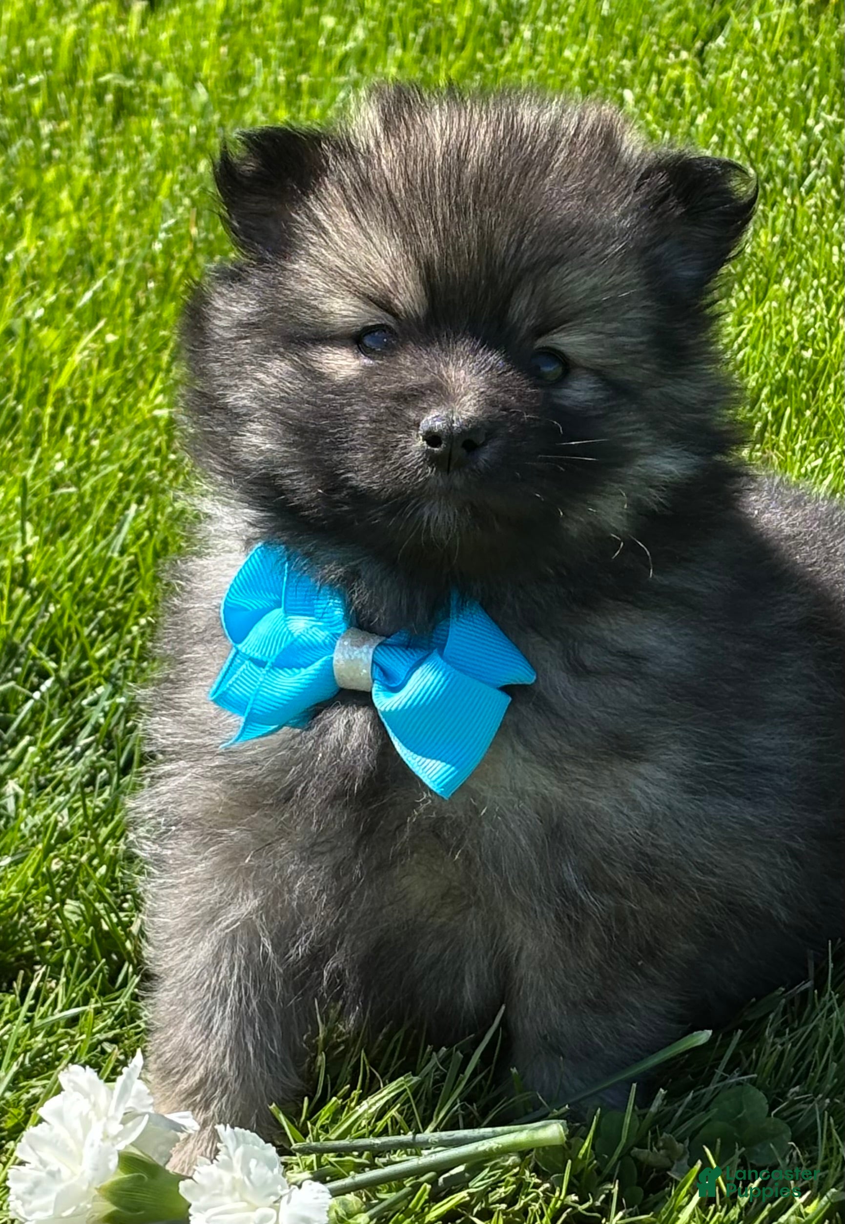 Pomeranian dogs Mystery - Ad 1