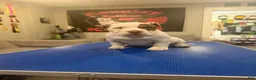 American Bully dogs for sale: lil UCE - Ad 5