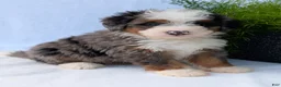 Mini Bernedoodle dogs for sale: Mini Louie  - Ad 23
