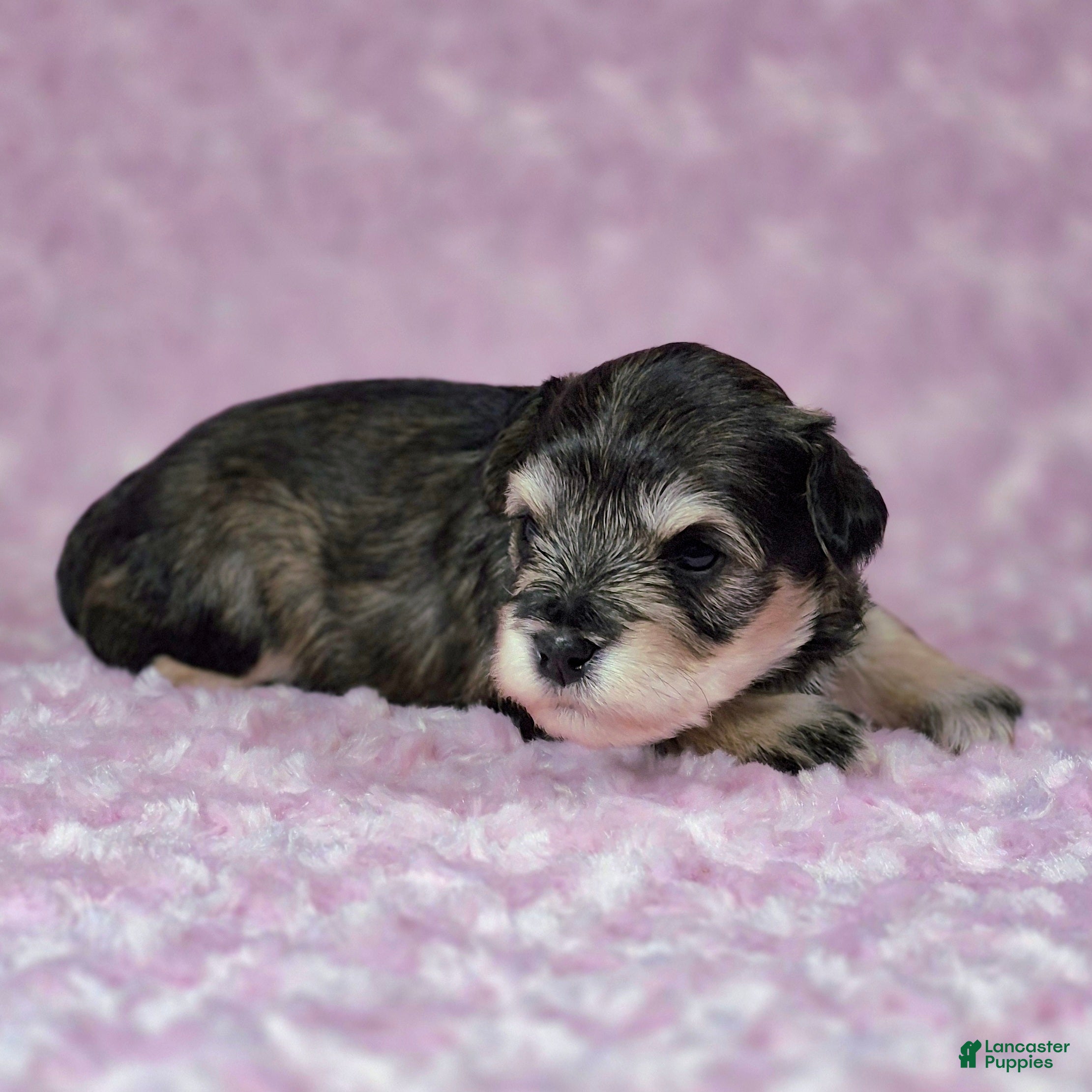 Miniature Schnauzer dogs Mabel - Ad 1