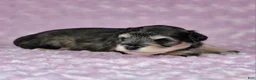 Miniature Schnauzer dogs for sale: Mabel - Ad 1