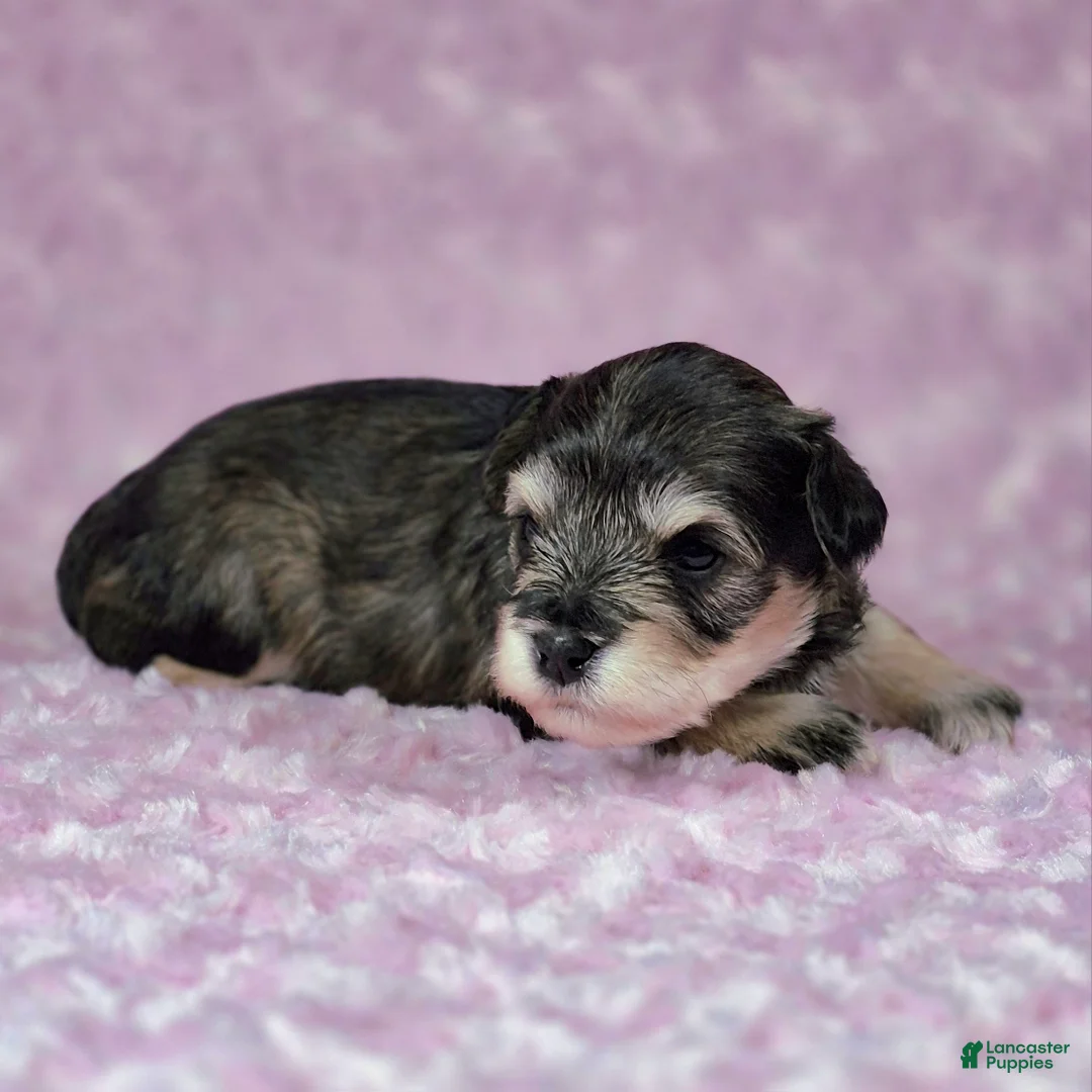 Miniature Schnauzer dogs for sale: Mabel - Ad 1