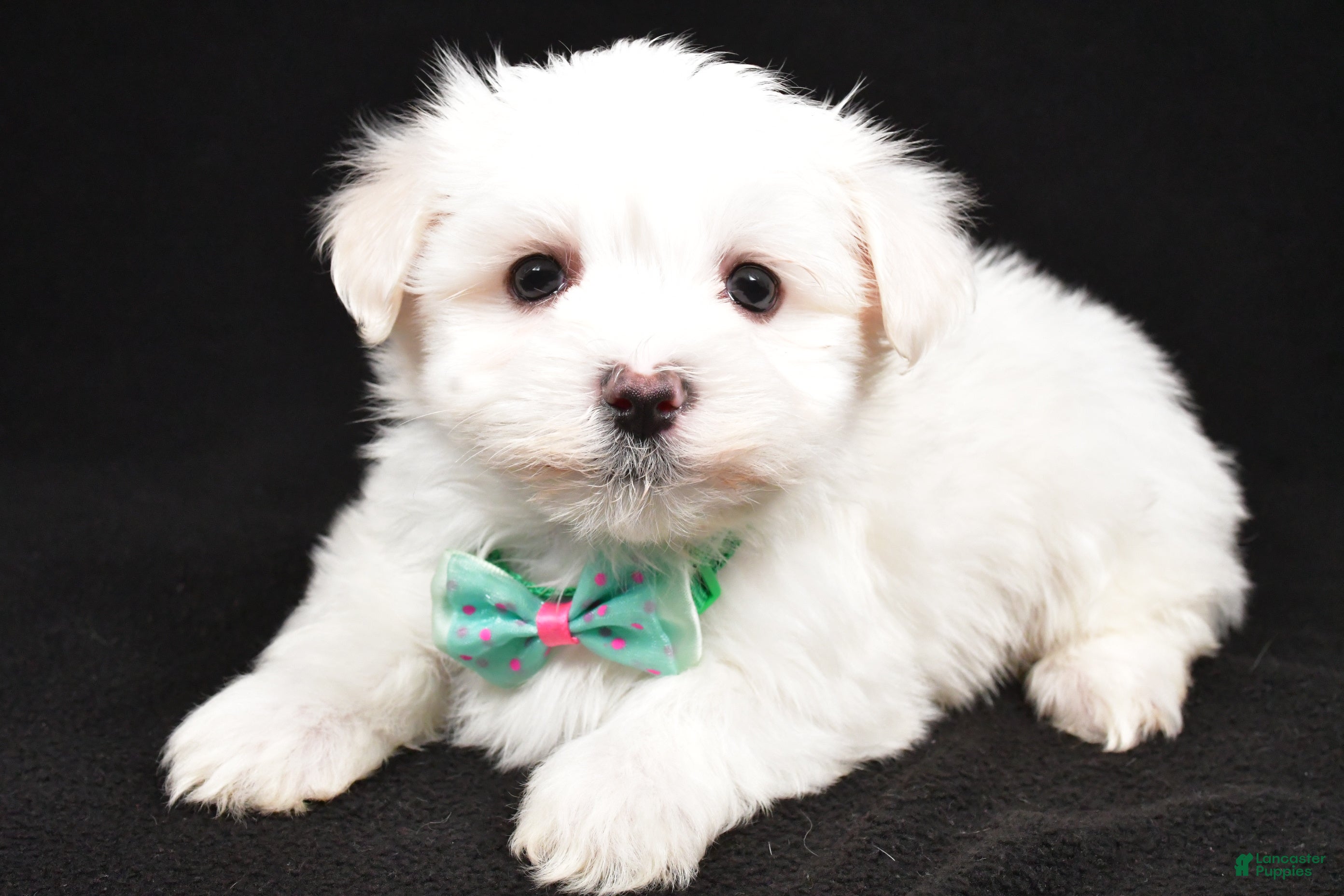 Maltese dogs Montgomery - Ad 1
