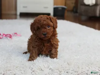 Toy Poodle dogs Mia - Ad 22