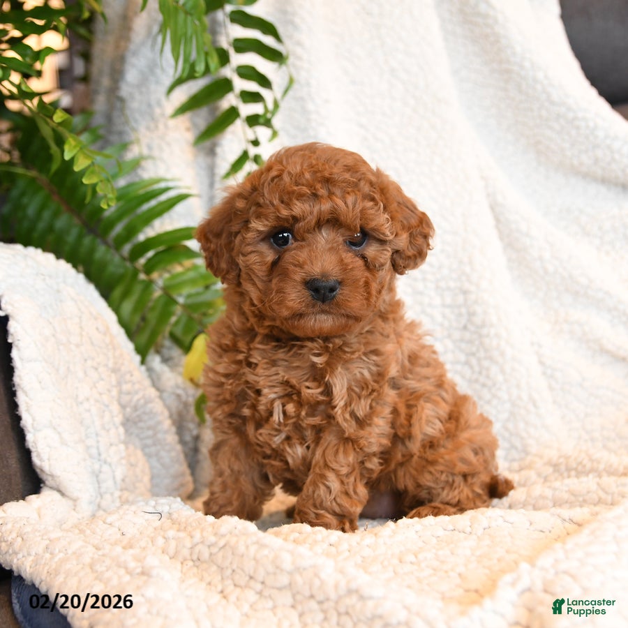 Cavapoo dogs Lily - Ad 1