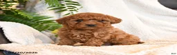 Cavapoo dogs for sale: Lily - Ad 1