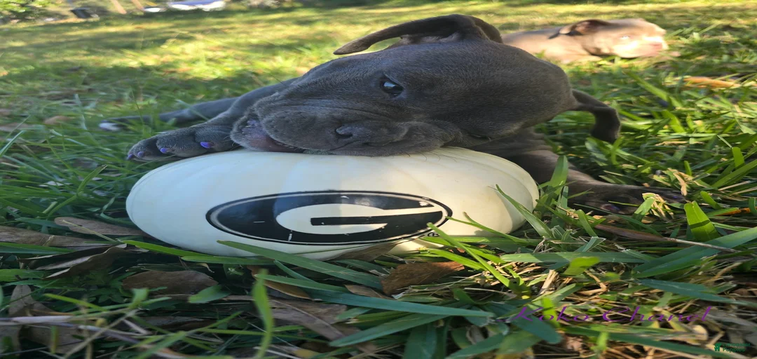 Gallery Image {{count}}