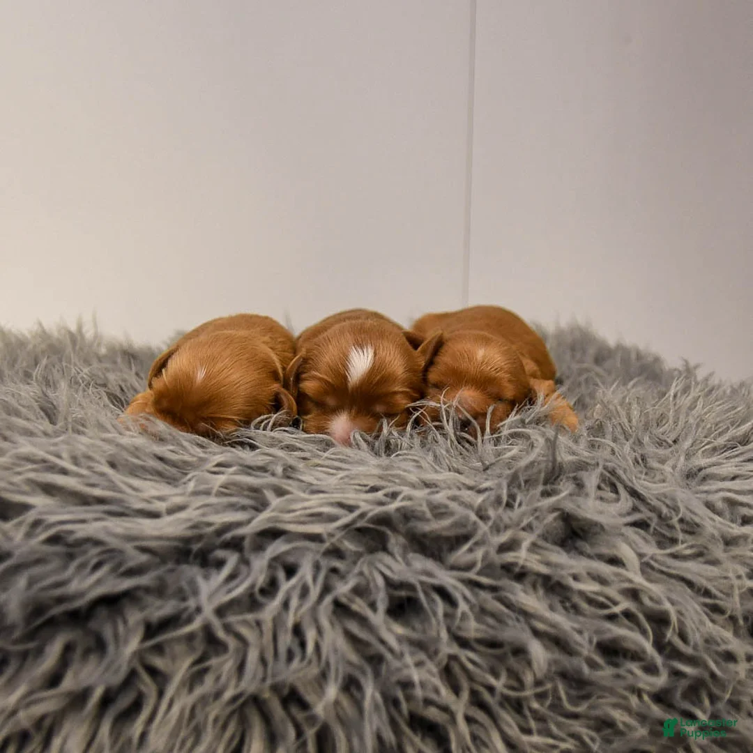 Cavapoo dogs for sale: Mighty - Ad 10