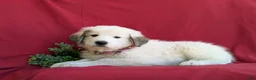 Mixed Breed dogs for sale: Morrison - Ad 5