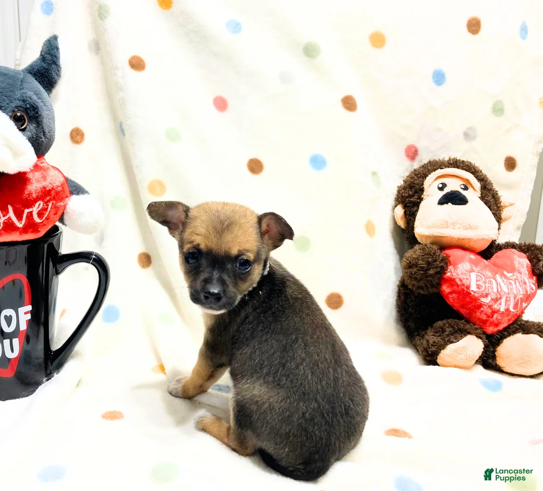 Chihuahua dogs for sale: Frida - Ad 2
