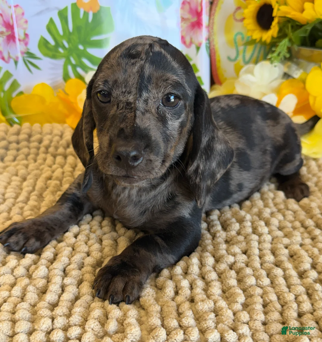Miniature Dachshund dogs for sale: Marble - Ad 1