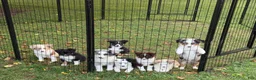 Miniature Australian Shepherd dogs for sale: Yellow  - Ad 3