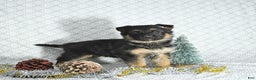 German Shepherd dogs for sale: Rizzo - Ad 1