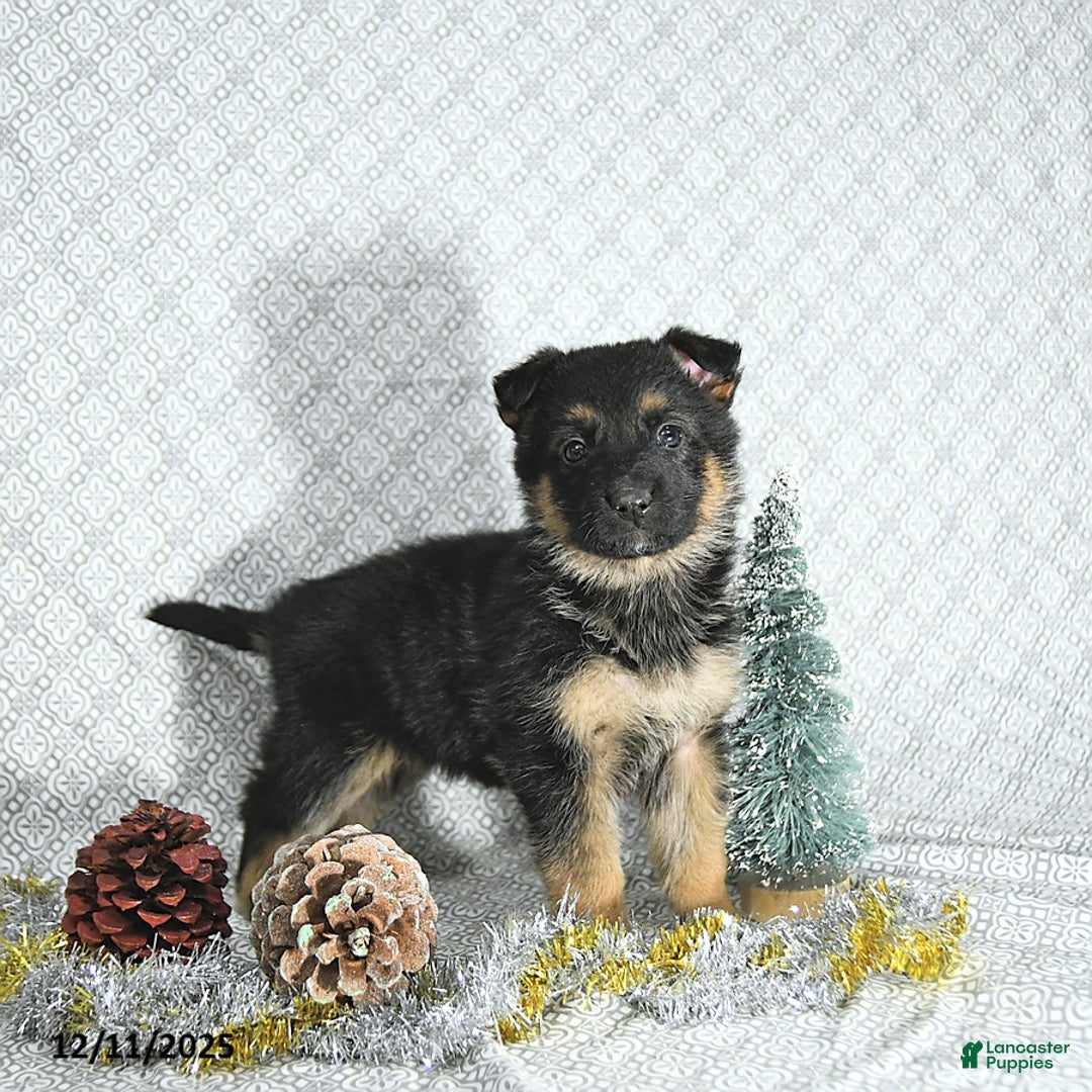 German Shepherd dogs for sale: Rizzo - Ad 1