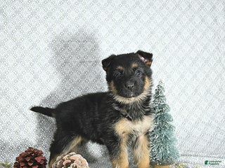 German Shepherd dogs Rizzo - Ad 35
