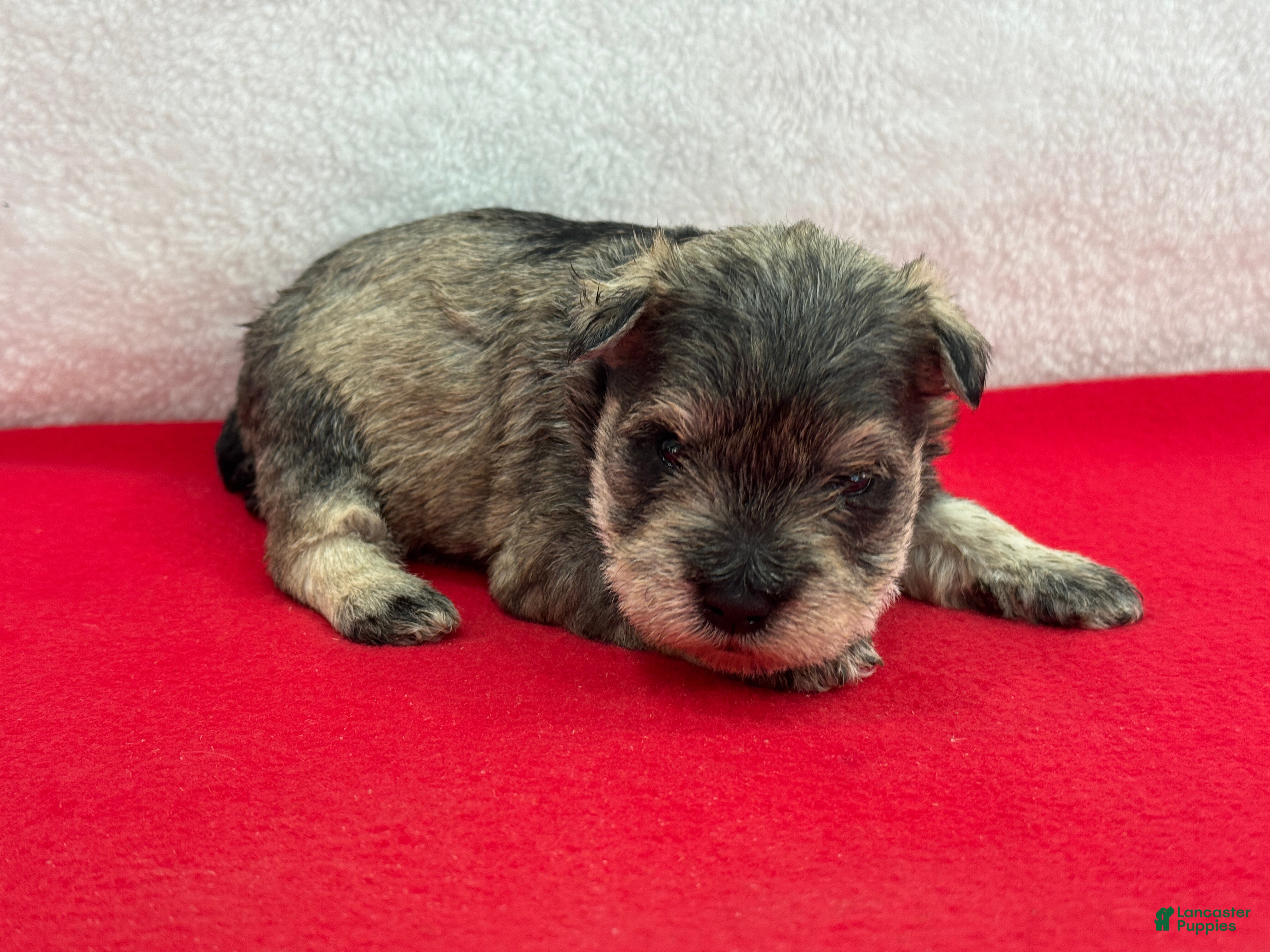 Miniature Schnauzer dogs Gypsy Female 2 - Ad 10
