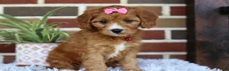 Cavapoo dogs for sale: Honey - Ad 14