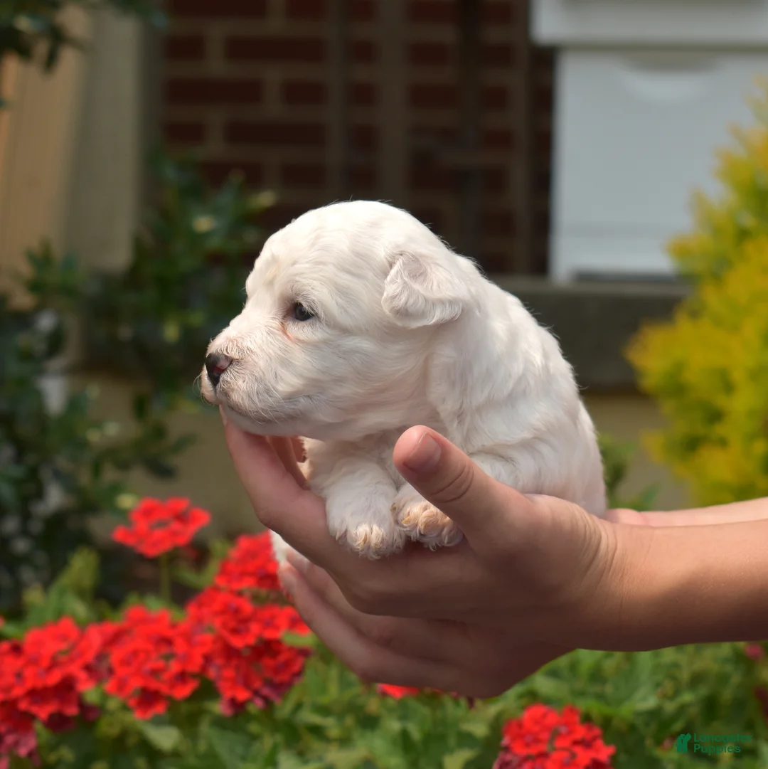 Bichon Frise dogs for sale: Snowball - Ad 2