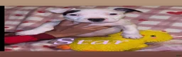 American Pit Bull Terrier dogs for sale: Star - Ad 1