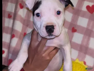 American Pit Bull Terrier dogs for sale: Star - Ad 2
