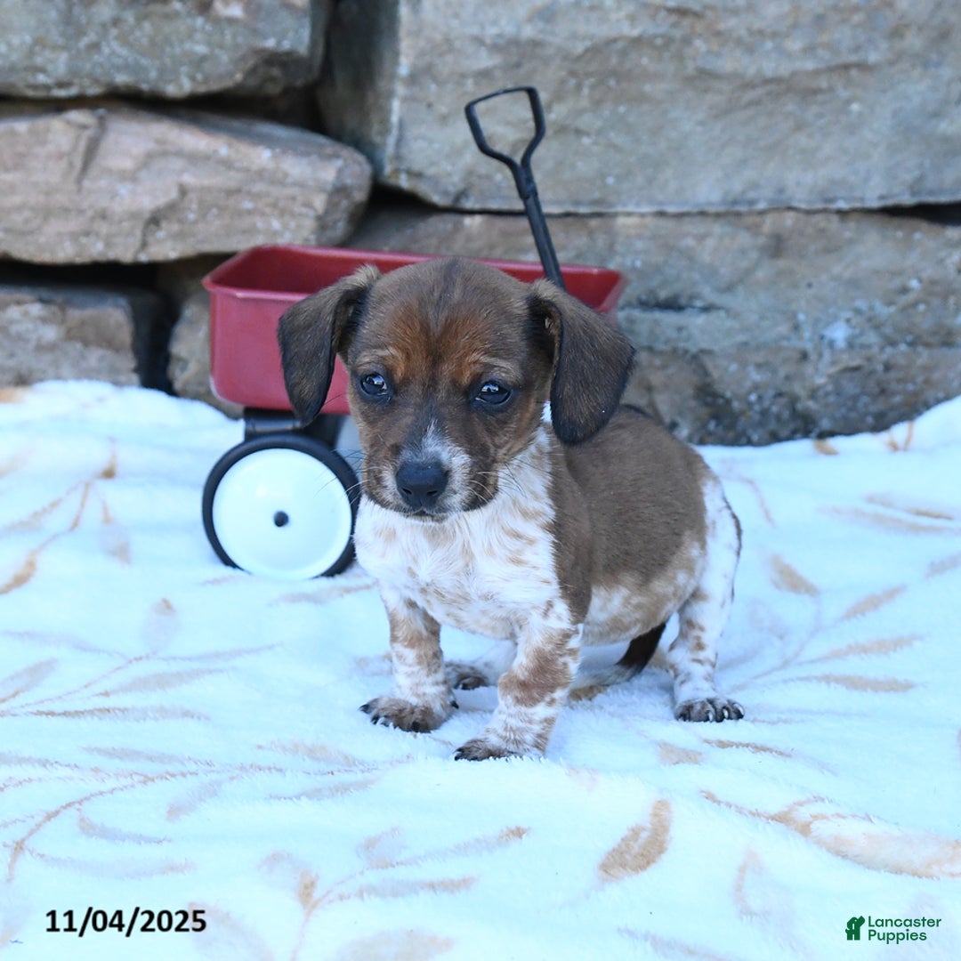 Miniature Dachshund dogs for sale: Xara - Ad 2