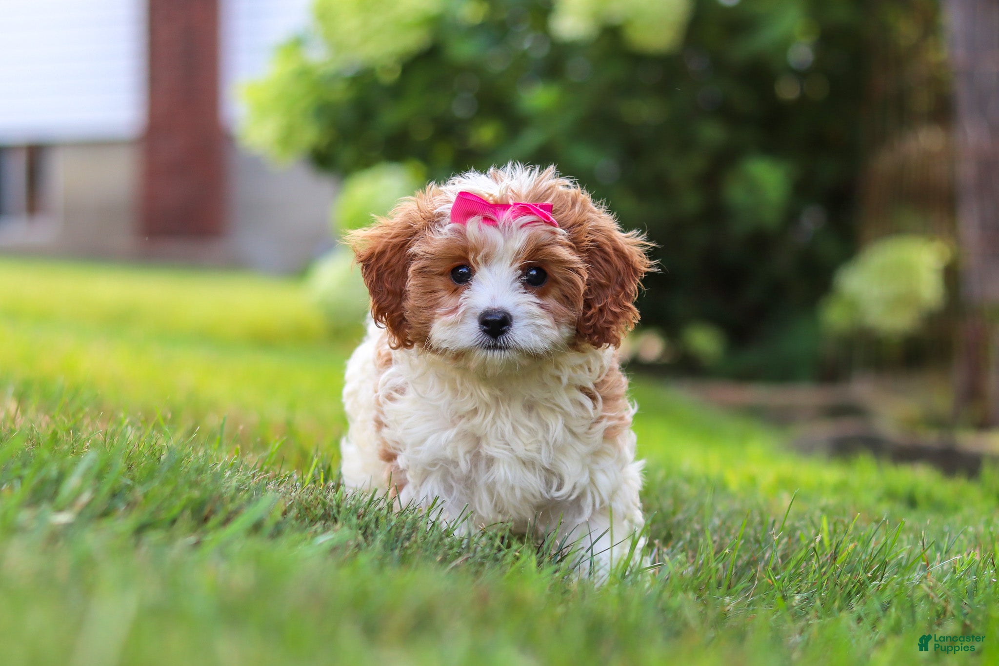 Cavapoo dogs Lilly - Ad 2