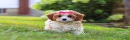 Cavapoo dogs for sale: Lilly - Ad 2
