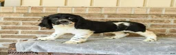 Cocker Spaniel dogs for sale: Charlie - Ad 3