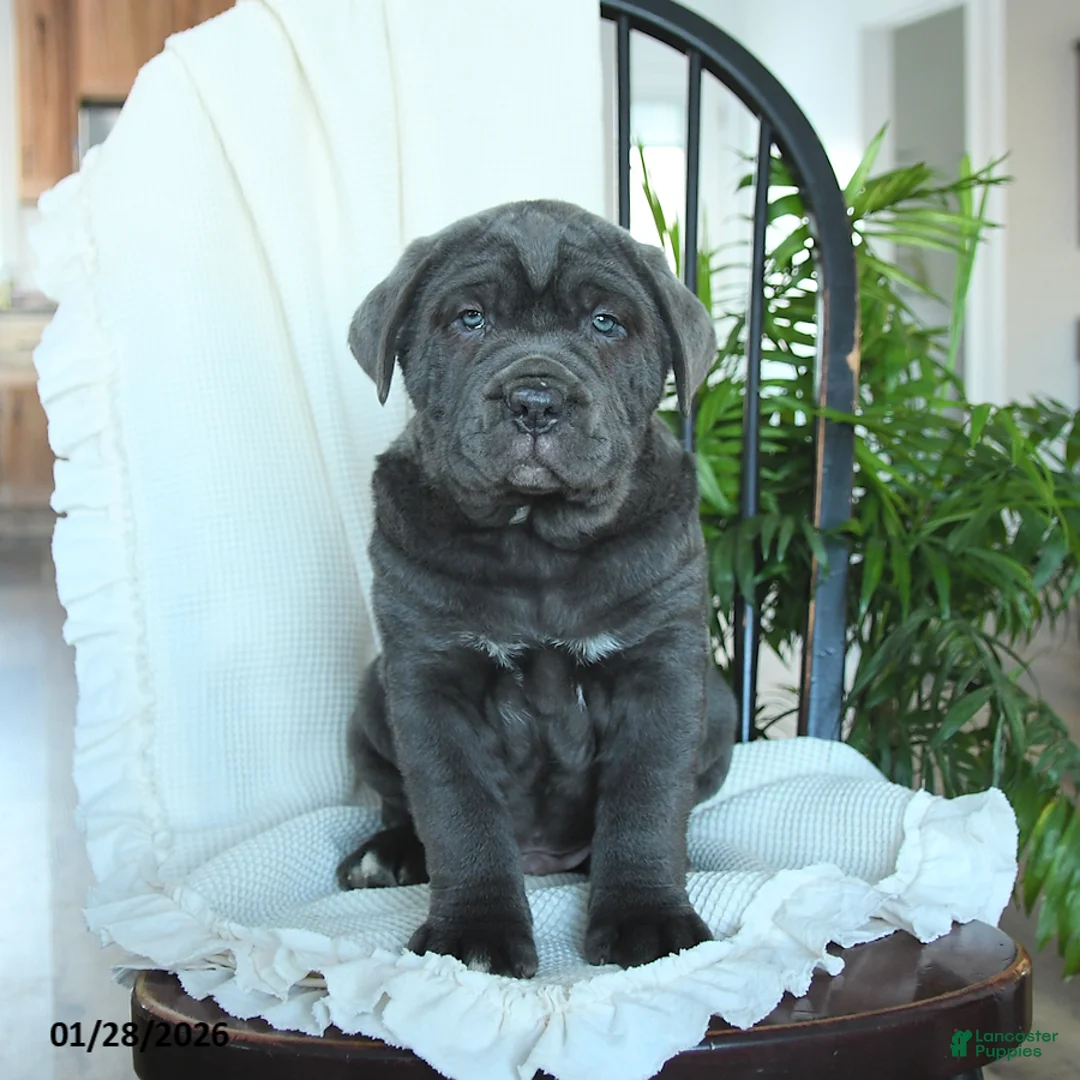 Cane Corso dogs for sale: Atlas - Ad 2