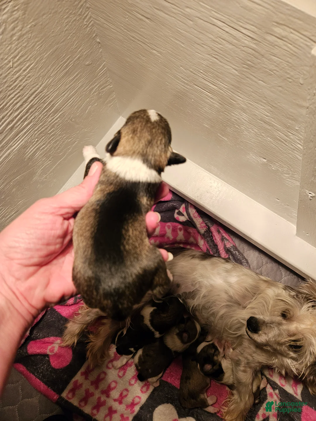 Miniature Schnauzer dogs for sale: Salt n pepper female with white collar  - Ad 2