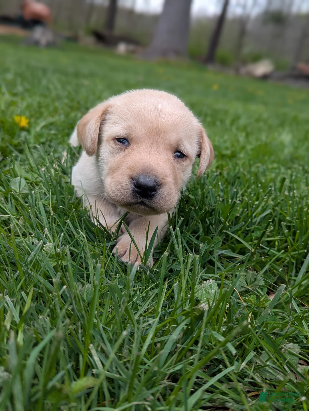 Labrador Retriever dogs for sale: Chris - Ad 2