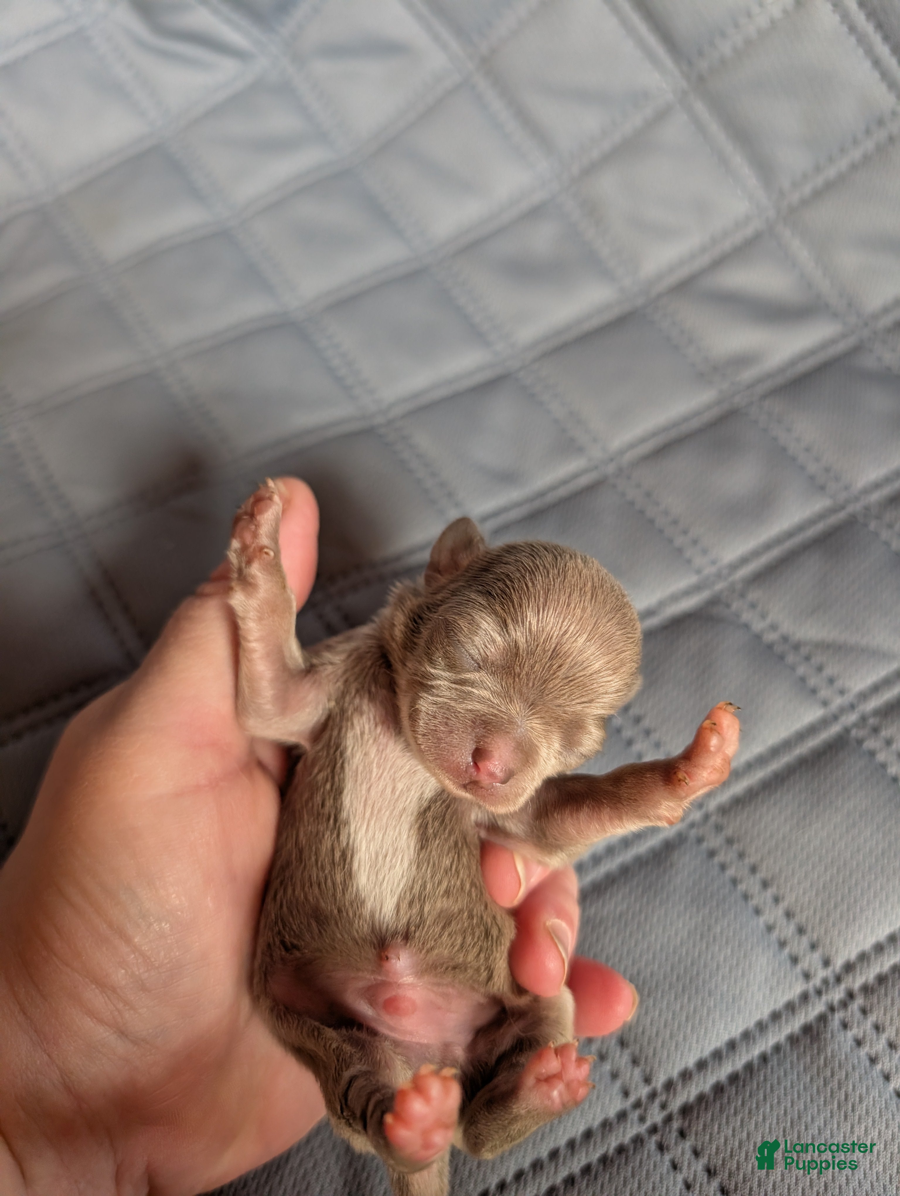 Chihuahua dogs Peyton - Ad 18