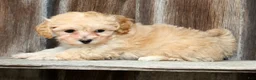 Maltipoo dogs for sale: Peach - Ad 6
