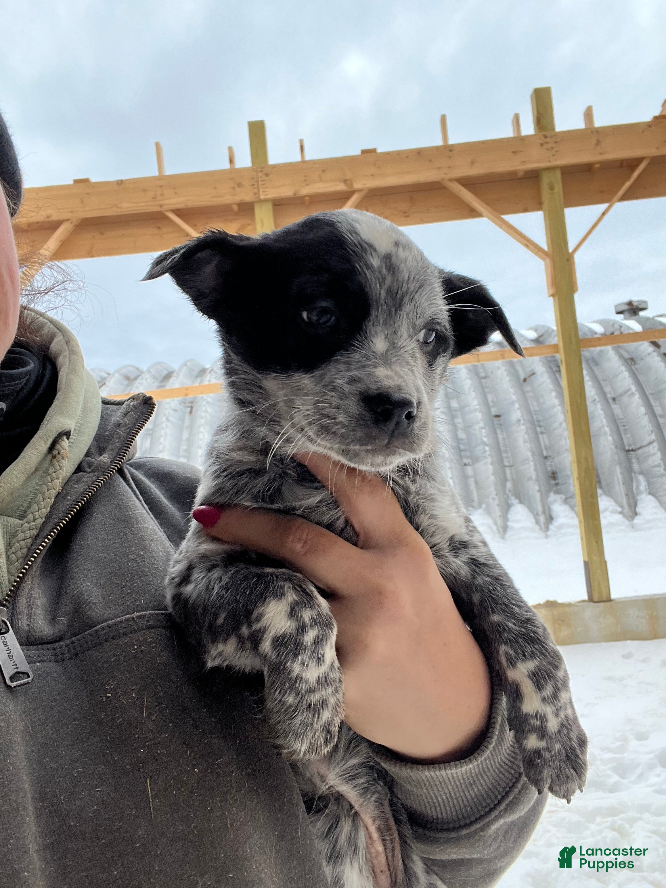 Australian Cattle Dog dogs Chloe - Ad 36