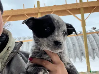 Australian Cattle Dog dogs Chloe - Ad 36