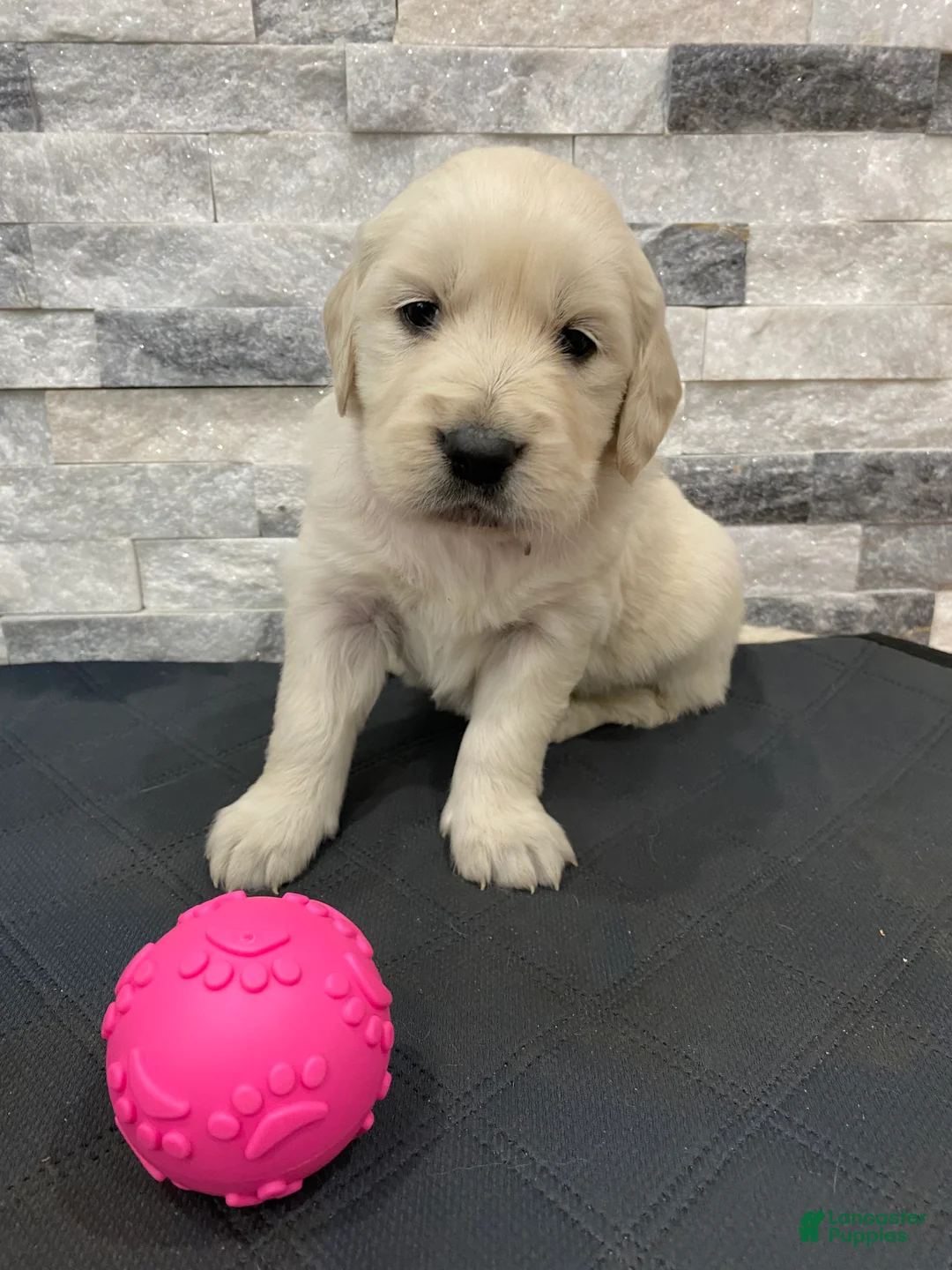 Golden Retriever dogs for sale: Golden Retriever Puppy 2 - Ad 2