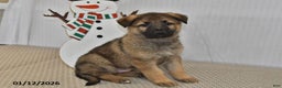 German Shepherd dogs for sale: Nova  - Ad 3