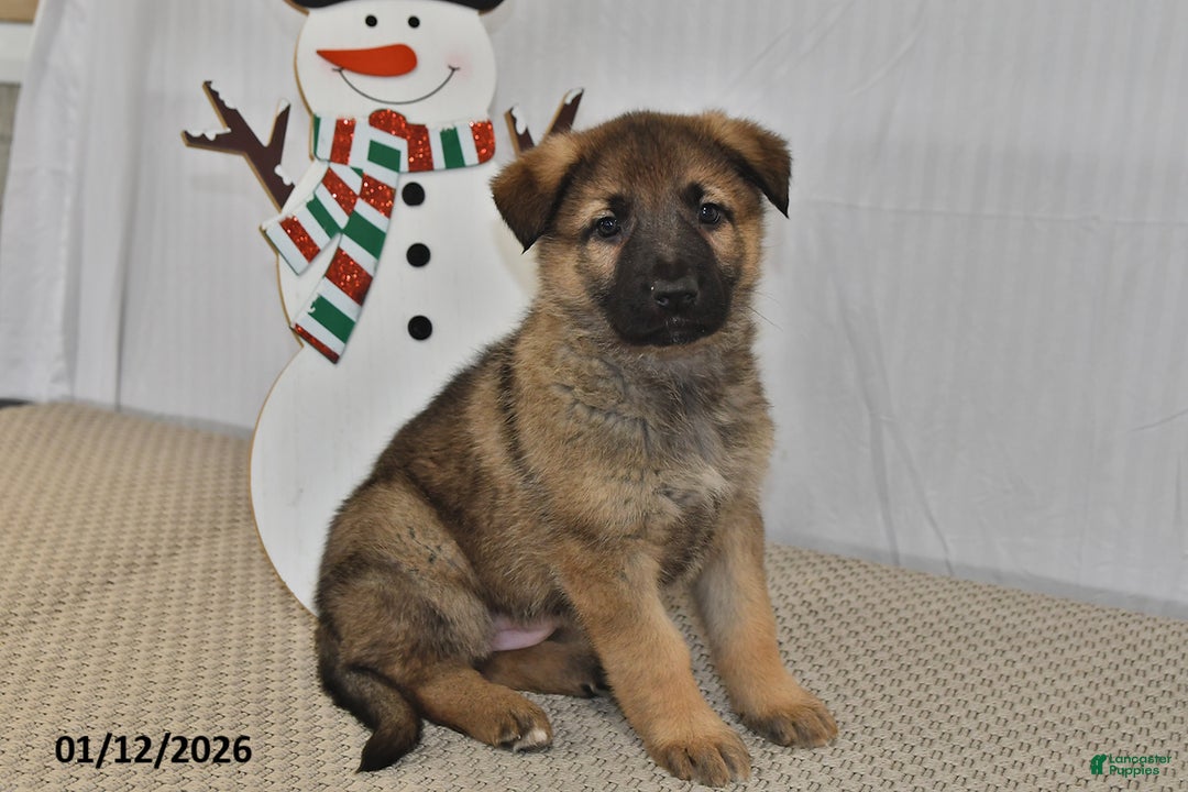 German Shepherd dogs for sale: Nova  - Ad 3