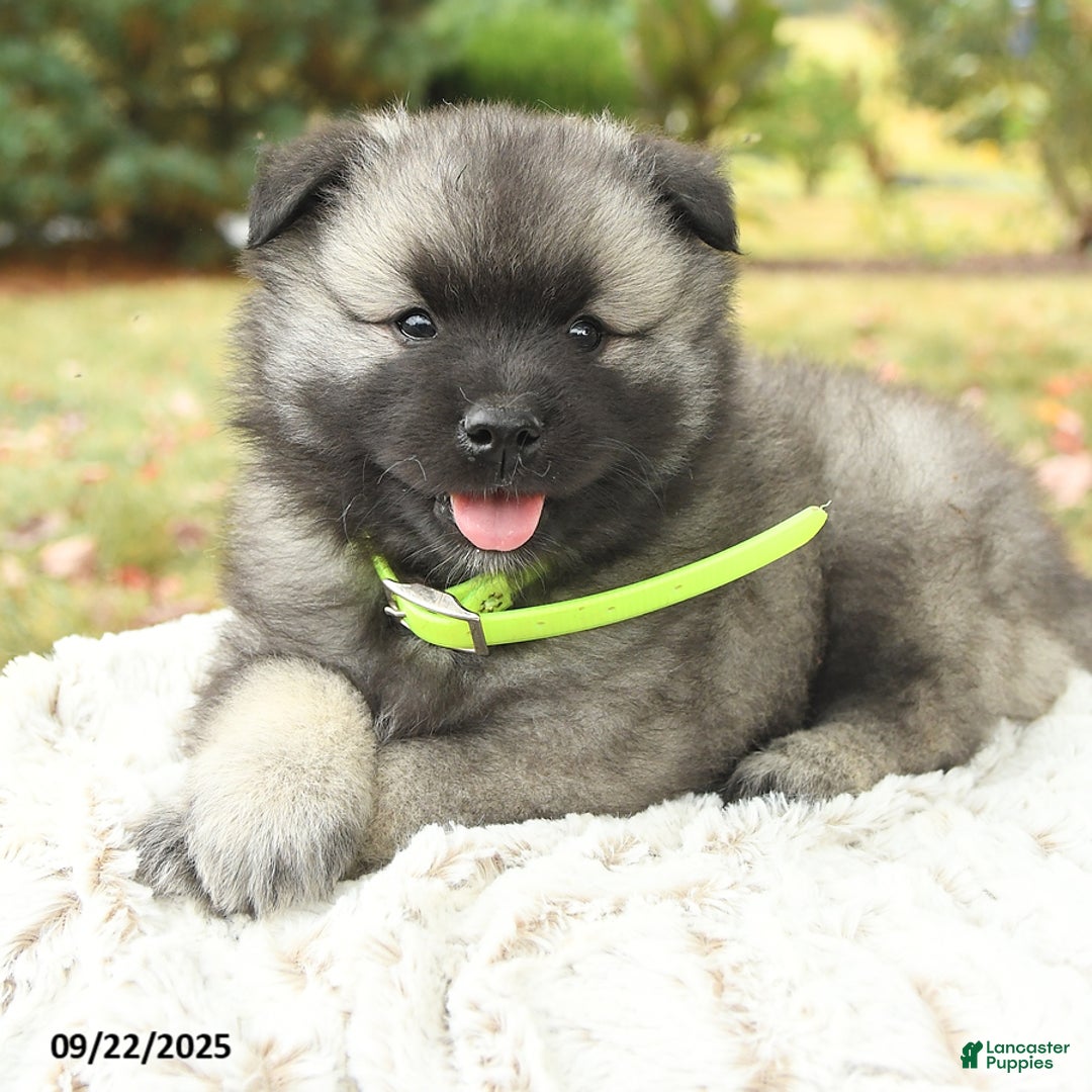 Keeshond Rescue Keeshond Craigslist Keeshond Puppies For Sale
