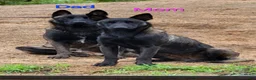 Belgian Malinois dogs for sale: Blue Collar Boy  - Ad 3