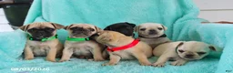Pug dogs for sale: Biscuit - Ad 2