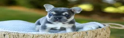 French Bulldog dogs for sale: Denver - Blue & Tan - Ad 8