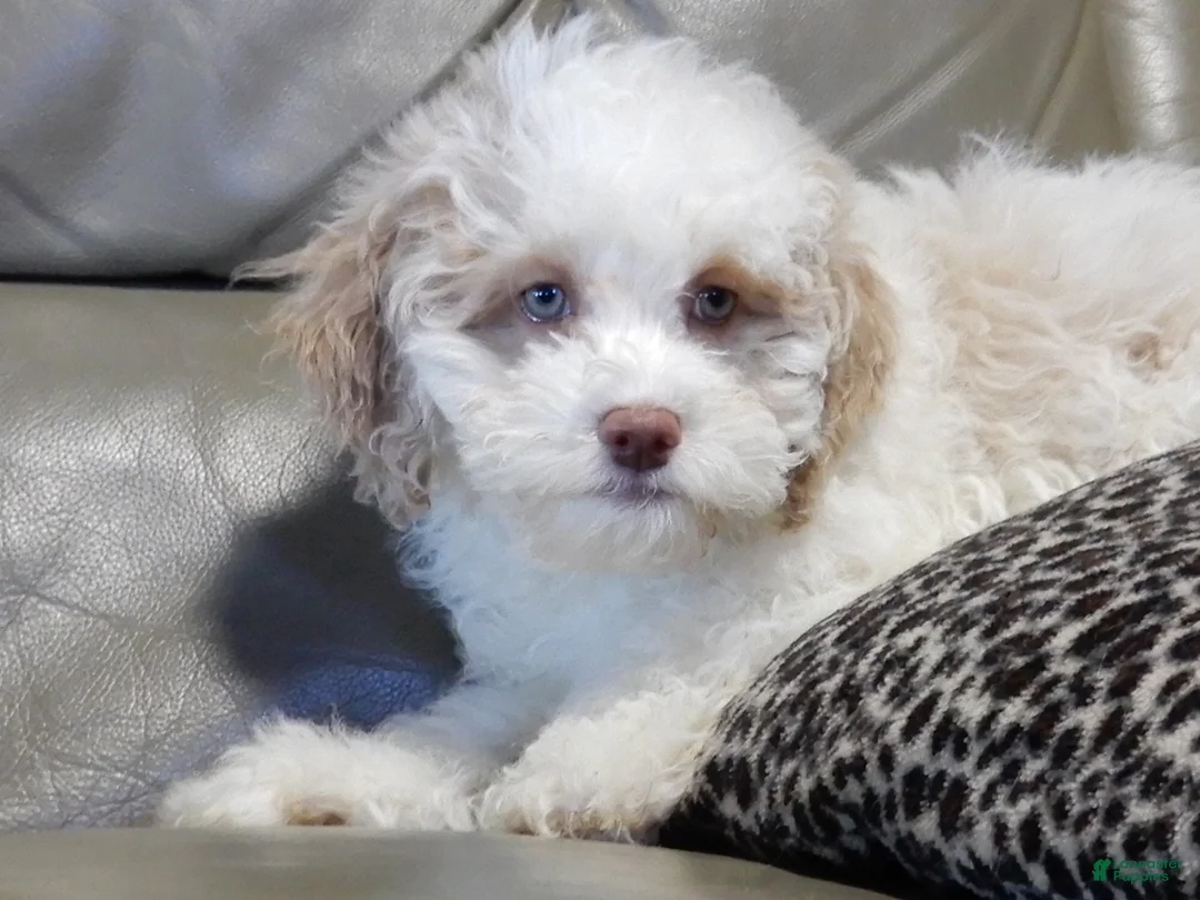 Cockapoo dogs for sale: Mickey - Ad 2