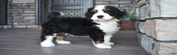 Mini Bernedoodle dogs for sale: Jester - Ad 11