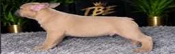 French Bulldog dogs for sale: Big boy - Ad 6