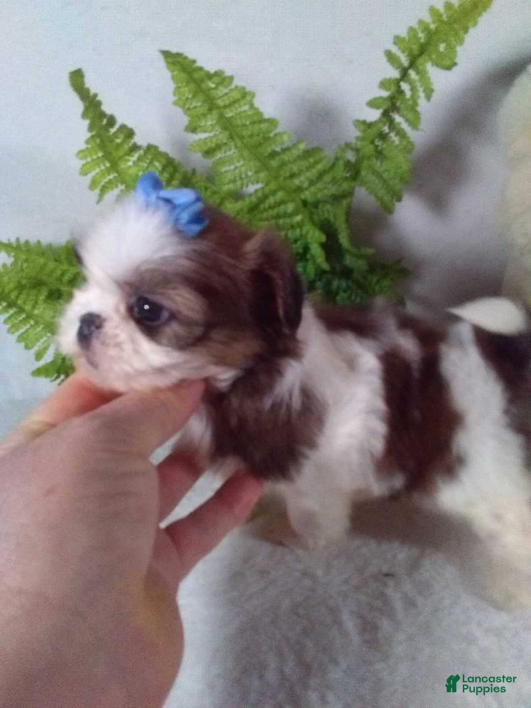 Shih Tzu dogs for sale: Baby - Ad 5