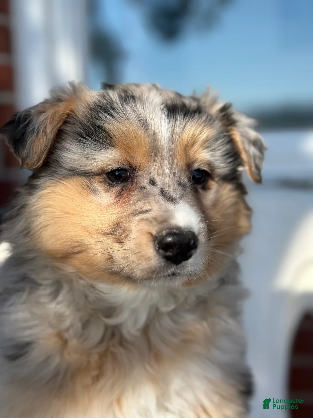 Australian Shepherd dogs for sale: Brynn - Ad 1