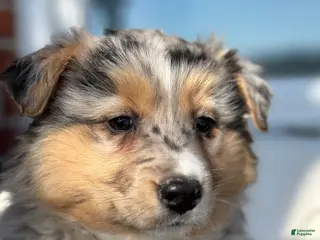 Australian Shepherd dogs Brynn - Ad 36
