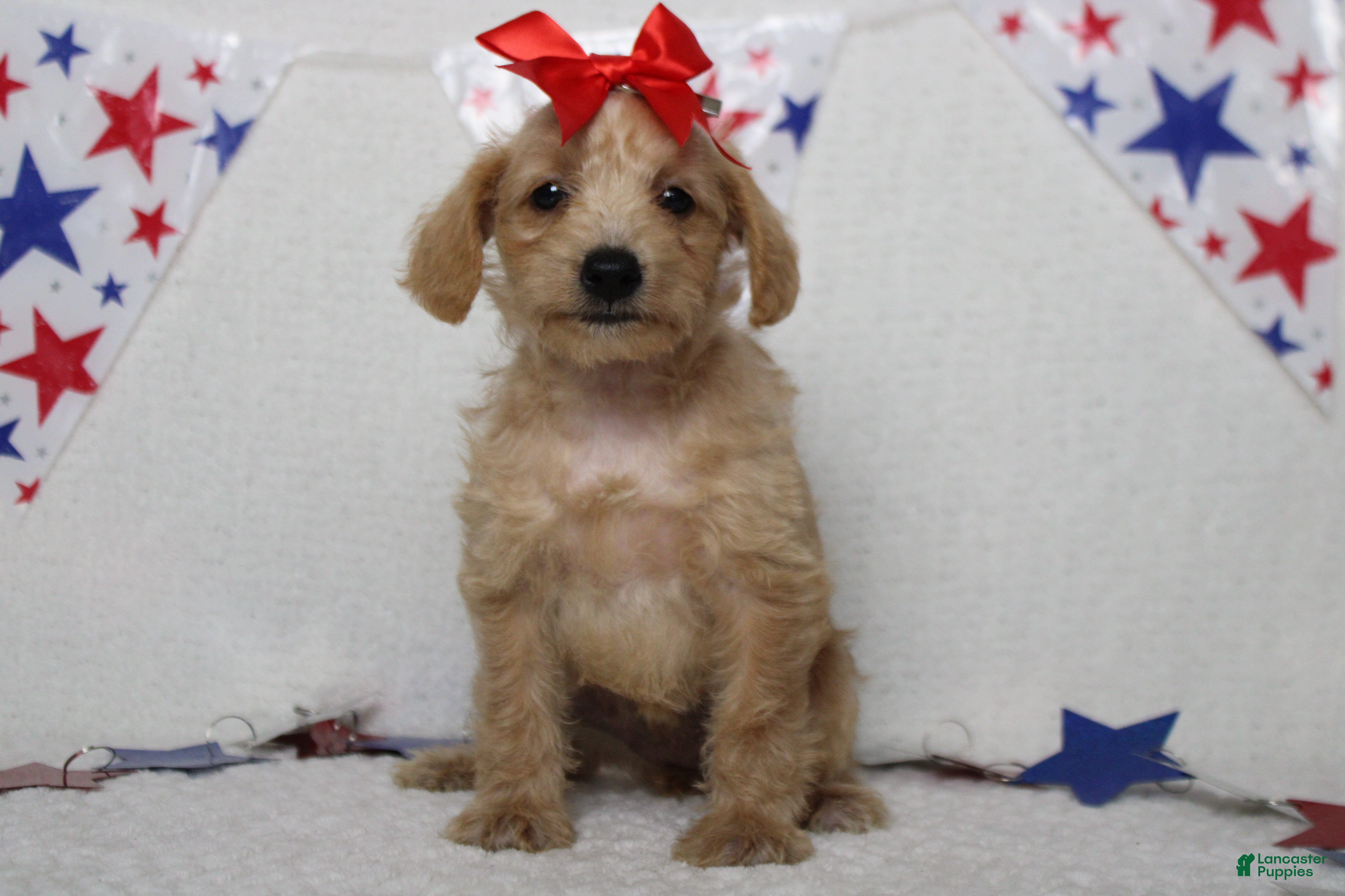 Schnoodle dogs Sherry  - Ad 2
